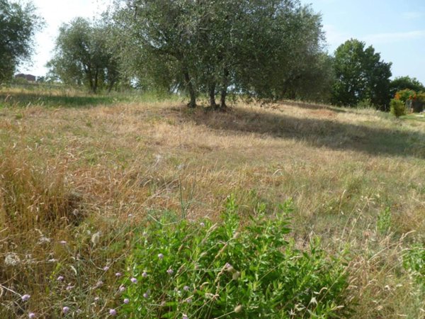 terreno agricolo in vendita a Castiglione del Lago