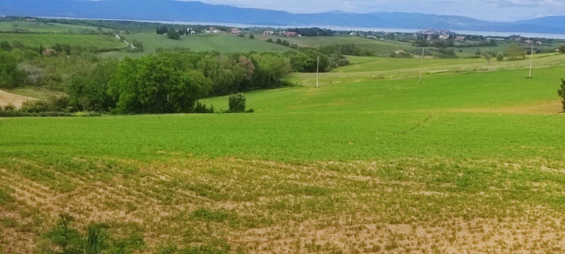 terreno agricolo in vendita a Castiglione del Lago