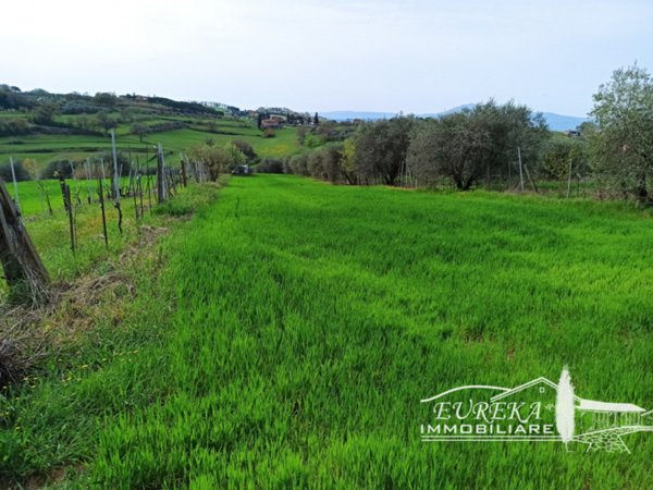 terreno agricolo in vendita a Castiglione del Lago