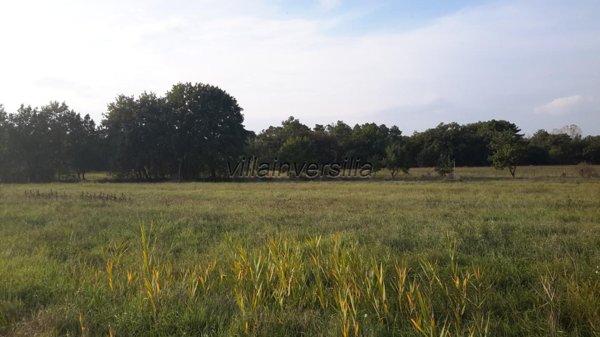 terreno agricolo in vendita a Castiglione del Lago