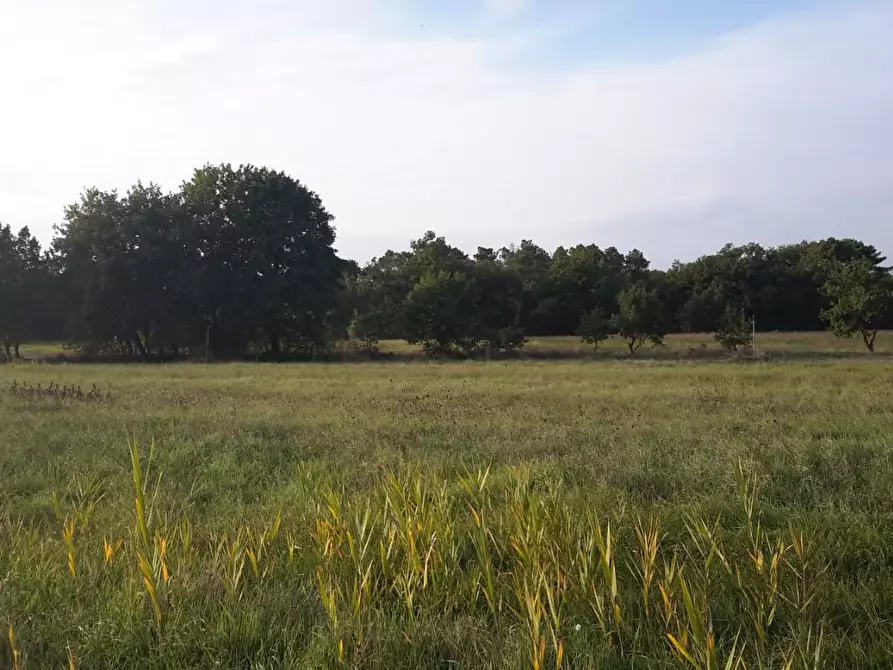 terreno agricolo in vendita a Castiglione del Lago