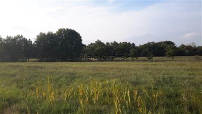 terreno agricolo in vendita a Castiglione del Lago
