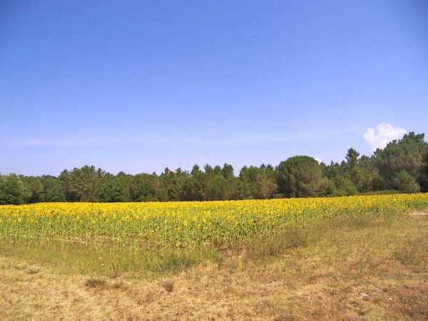 azienda agricola in vendita a Castiglione del Lago