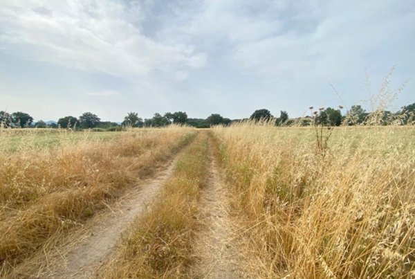 azienda agricola in vendita a Castiglione del Lago