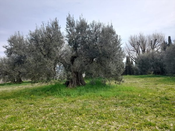 terreno agricolo in vendita a Castiglione del Lago