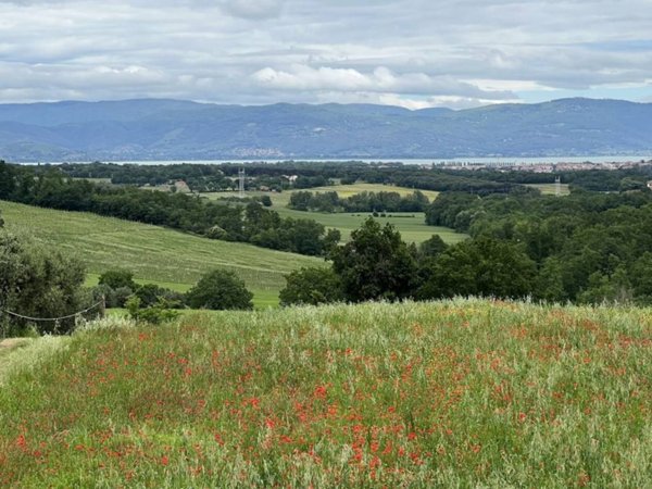 terreno agricolo in vendita a Castiglione del Lago