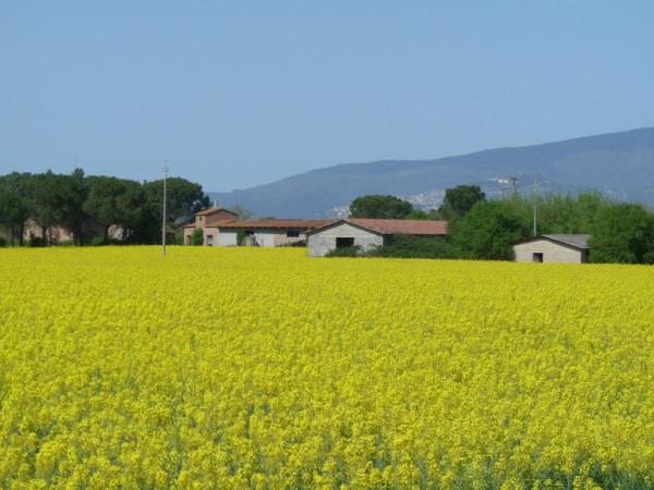 casa indipendente in vendita a Castiglione del Lago in zona Piana