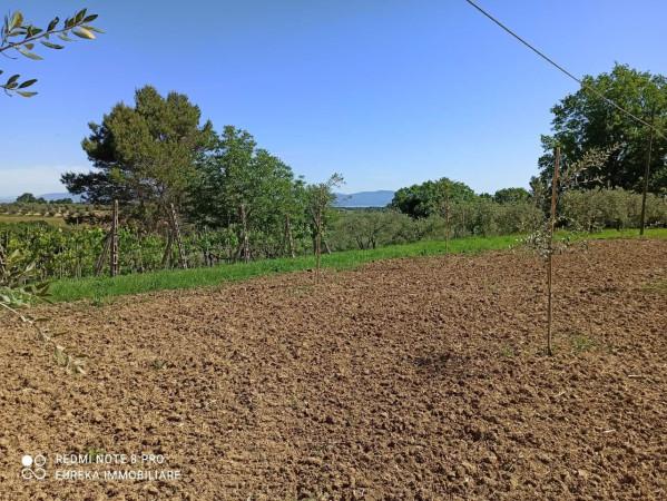 negozio in vendita a Castiglione del Lago
