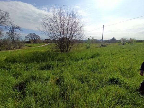 terreno agricolo in vendita a Castiglione del Lago