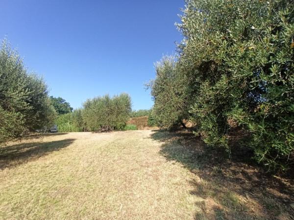 terreno agricolo in vendita a Castiglione del Lago