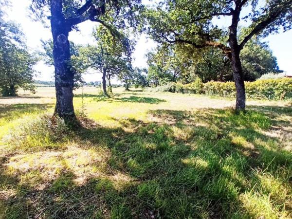 terreno agricolo in vendita a Castiglione del Lago