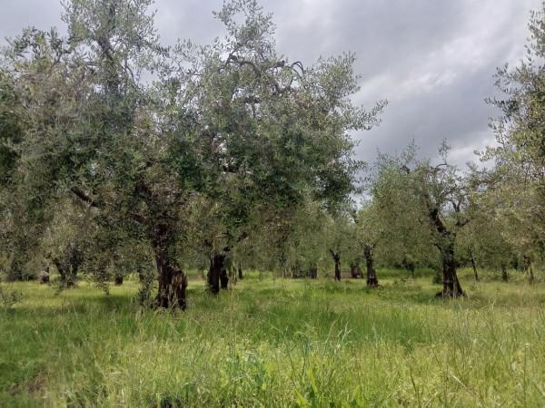 negozio in vendita a Castiglione del Lago