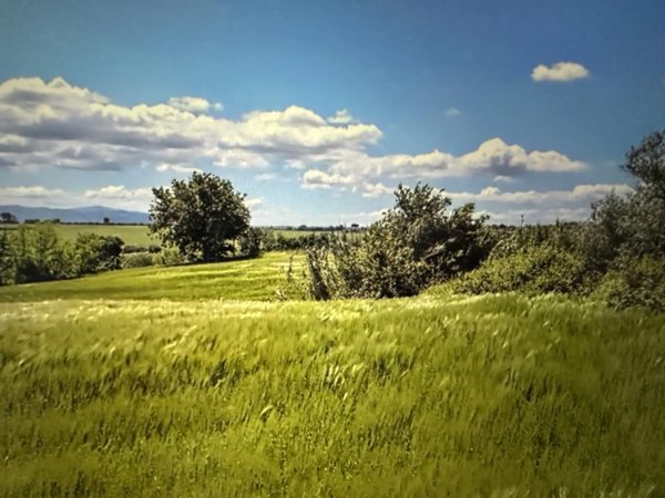 terreno agricolo in vendita a Castiglione del Lago