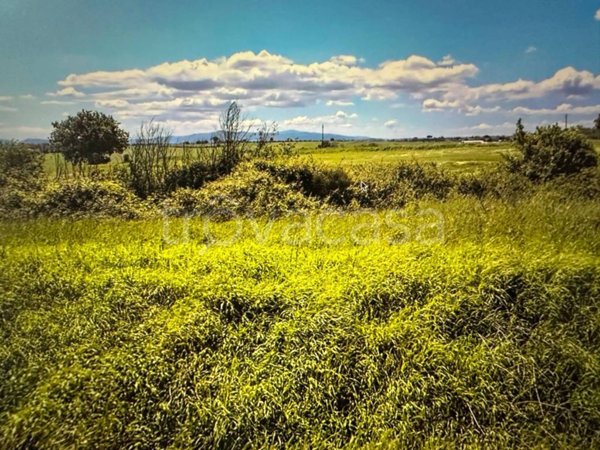 terreno agricolo in vendita a Castiglione del Lago