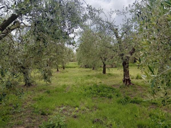 negozio in vendita a Castiglione del Lago