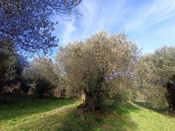 terreno agricolo in vendita a Castiglione del Lago in zona Gioiella