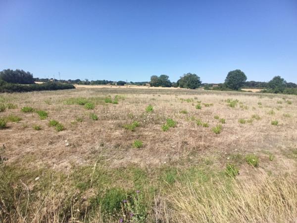 terreno agricolo in vendita a Castiglione del Lago