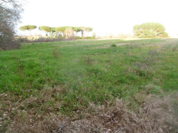 terreno agricolo in vendita a Castiglione del Lago in zona Piana