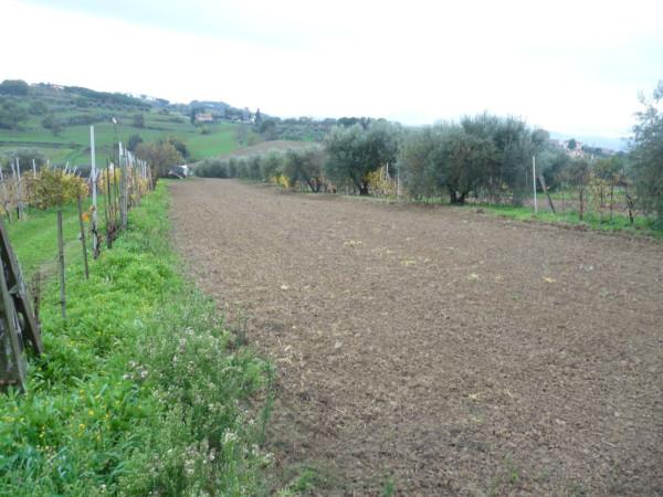 terreno agricolo in vendita a Castiglione del Lago