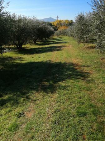 terreno agricolo in vendita a Castiglione del Lago in zona Badia