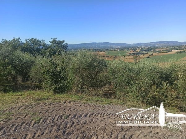terreno agricolo in vendita a Castiglione del Lago in zona Gioiella