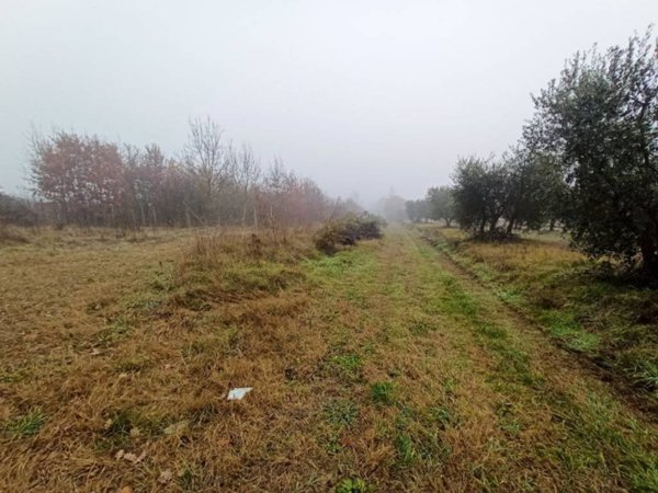 terreno agricolo in vendita a Castiglione del Lago