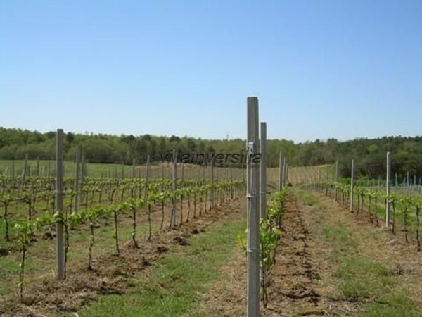 casale in vendita a Castiglione del Lago