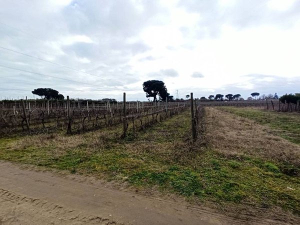 terreno agricolo in vendita a Castiglione del Lago in zona Piana