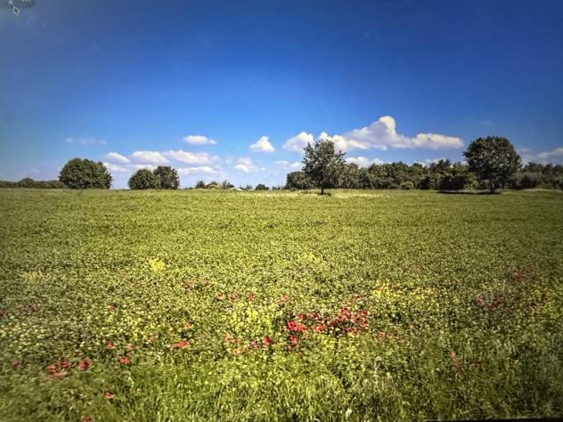 terreno agricolo in vendita a Castiglione del Lago