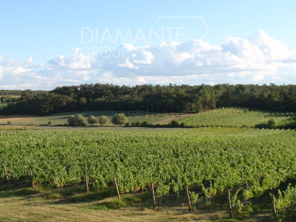terreno agricolo in vendita a Castiglione del Lago