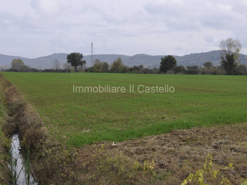 terreno agricolo in vendita a Castiglione del Lago in zona Macchie