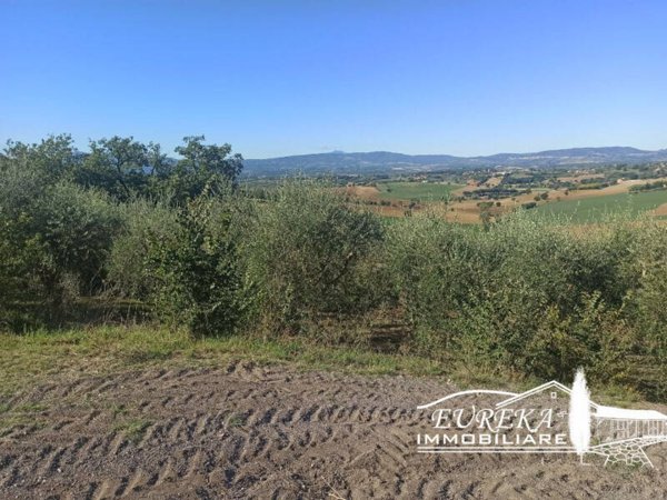 terreno agricolo in vendita a Castiglione del Lago in zona Gioiella