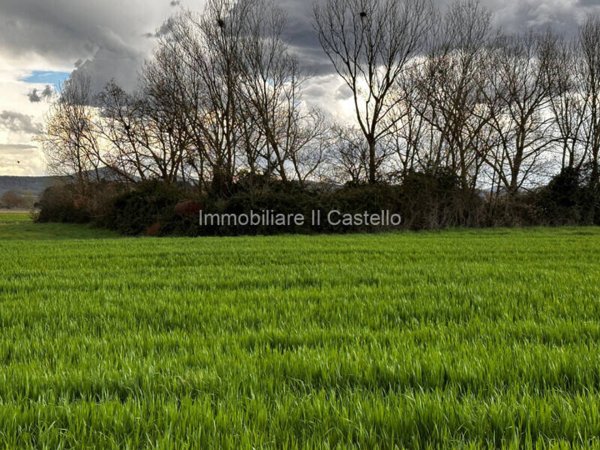 terreno agricolo in vendita a Castiglione del Lago in zona Panicarola
