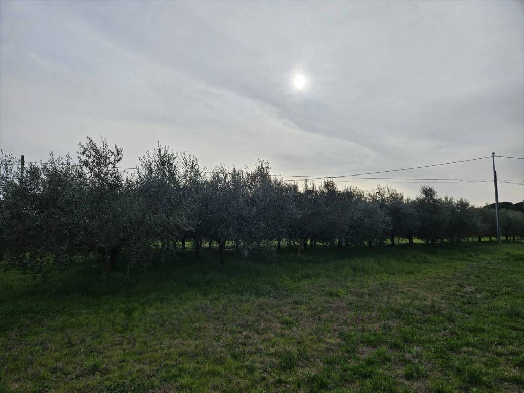 terreno edificabile in vendita a Castiglione del Lago