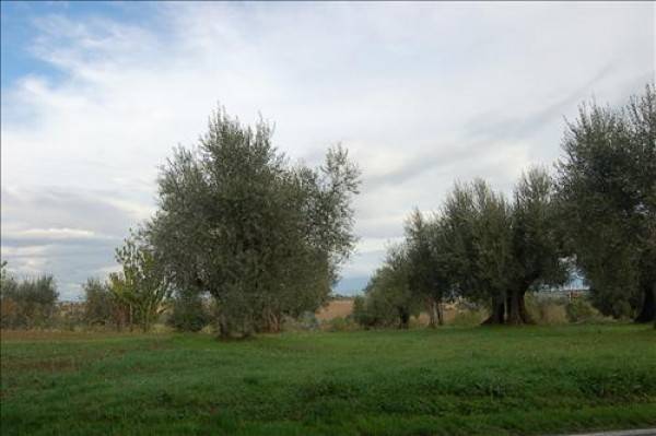 terreno edificabile in vendita a Castiglione del Lago