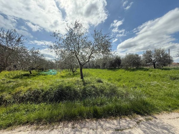 terreno agricolo in vendita a Castiglione del Lago in zona Panicarola