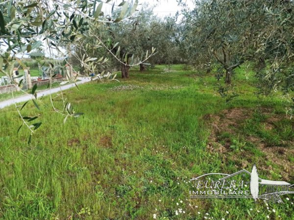 terreno agricolo in vendita a Castiglione del Lago