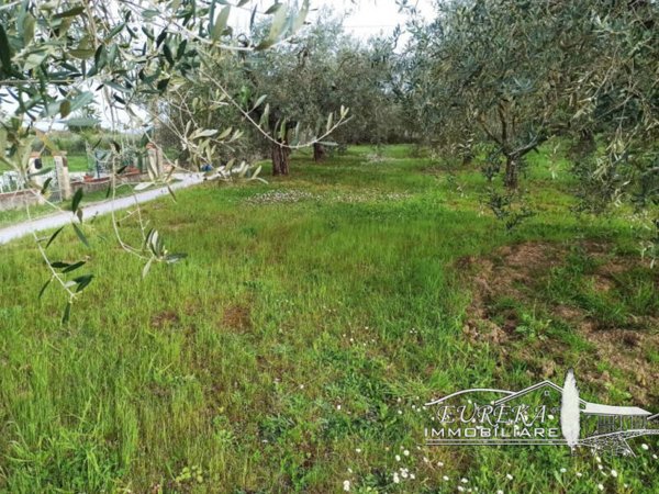 terreno agricolo in vendita a Castiglione del Lago
