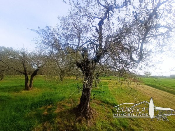 terreno in vendita a Castiglione del Lago