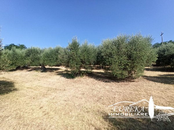 terreno in vendita a Castiglione del Lago in zona Casamaggiore