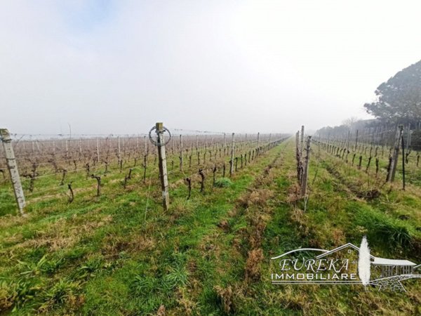 terreno in vendita a Castiglione del Lago in zona Piana