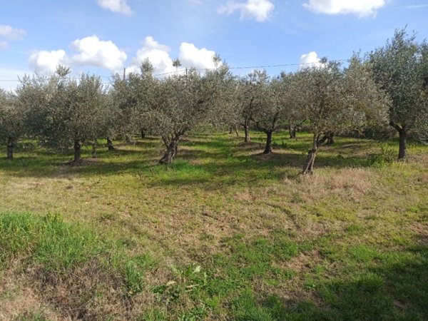 terreno in vendita a Castiglione del Lago