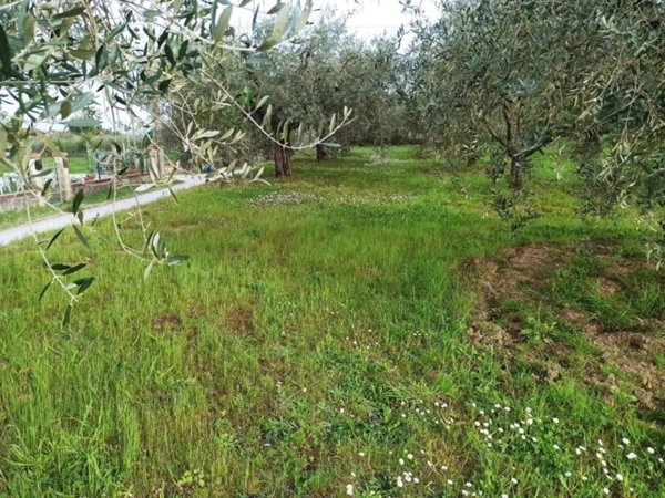 terreno in vendita a Castiglione del Lago