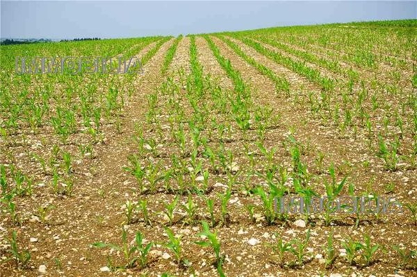 terreno agricolo in vendita a Citerna in zona Fighille