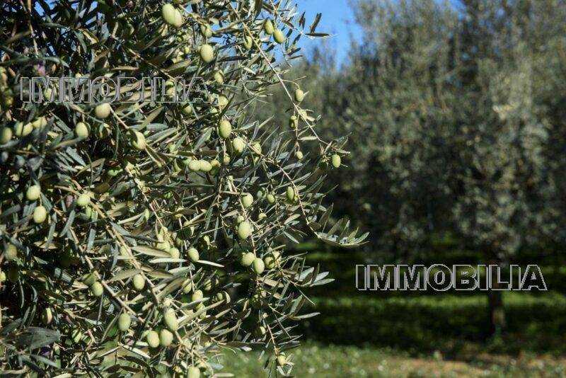 terreno in vendita a Citerna
