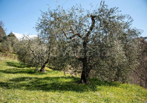 terreno agricolo in vendita a Città della Pieve