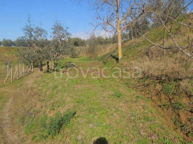 terreno agricolo in vendita a Città della Pieve