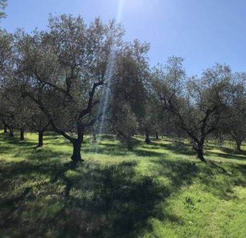 terreno agricolo in vendita a Deruta