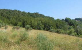 terreno agricolo in vendita a Foligno