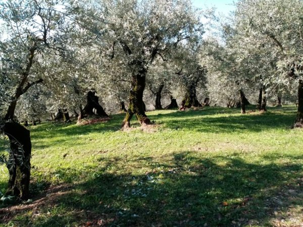 terreno agricolo in vendita a Foligno in zona San Giovanni Profiamma
